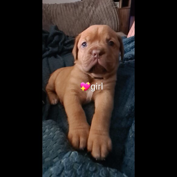 Dogue De Bordeaux - Both
