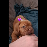 Dogue De Bordeaux - Both