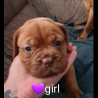 Dogue De Bordeaux - Both