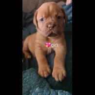 Dogue De Bordeaux - Both