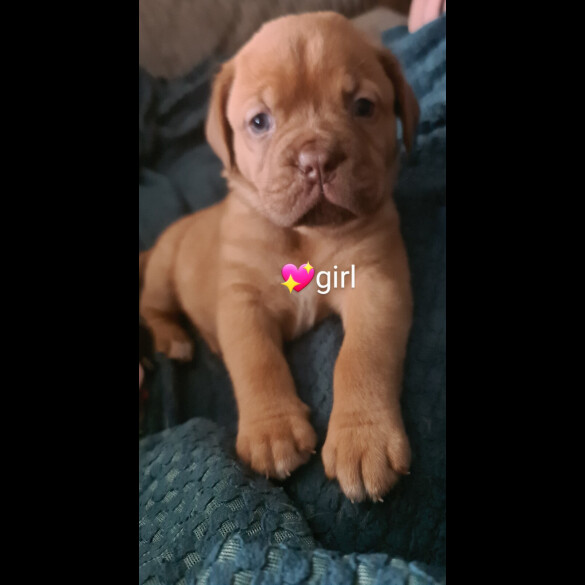 Dogue De Bordeaux - Both