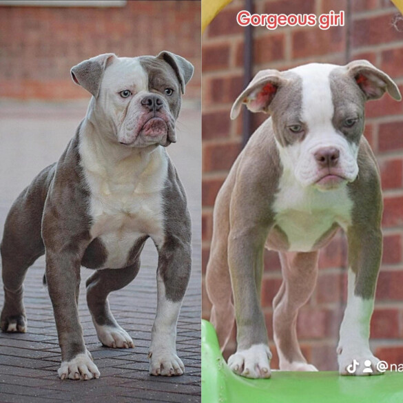 Dorset Olde Tyme Bulldogge - Both