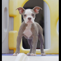 Dorset Olde Tyme Bulldogge - Both