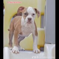 Dorset Olde Tyme Bulldogge - Both