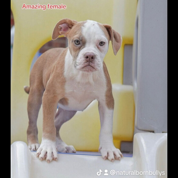 Dorset Olde Tyme Bulldogge - Both
