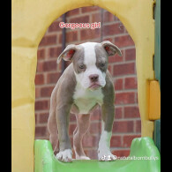 Dorset Olde Tyme Bulldogge - Both