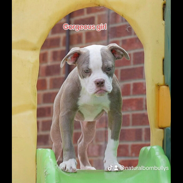 Dorset Olde Tyme Bulldogge - Both