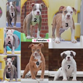 Dorset Olde Tyme Bulldogge - Both