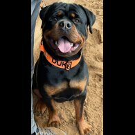 Rottweiler
