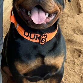 Rottweiler