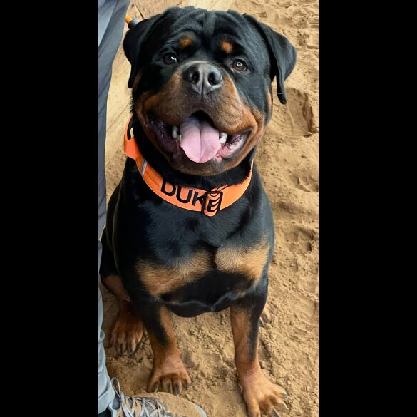 Rottweiler