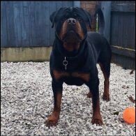 Rottweiler