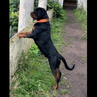 Rottweiler