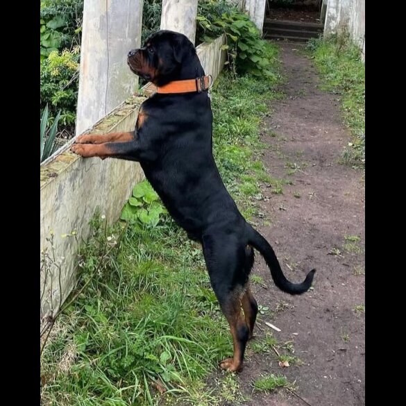 Rottweiler