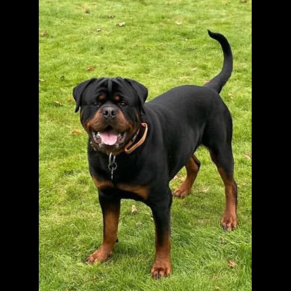 Rottweiler