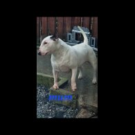 Bull Terrier - Both