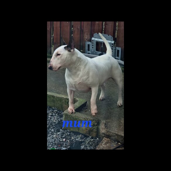 Bull Terrier - Both