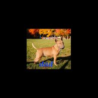 Bull Terrier - Both