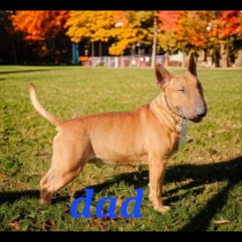 Bull Terrier - Both