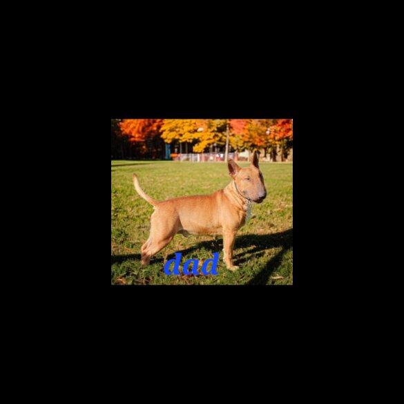 Bull Terrier - Both
