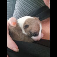 Bull Terrier - Both