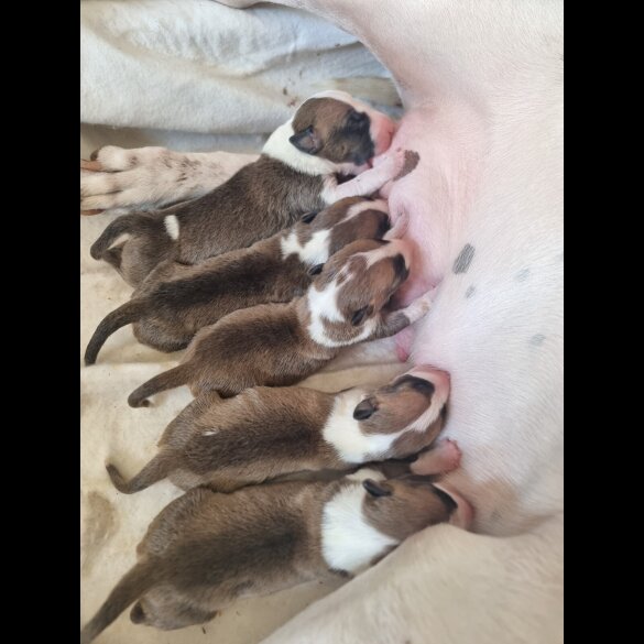 Bull Terrier - Both