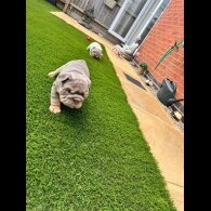 English Bulldog - Both