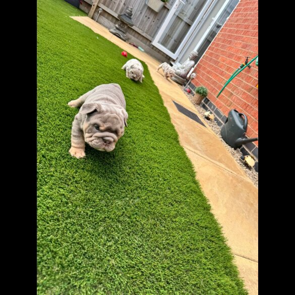 English Bulldog - Both