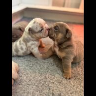 English Bulldog - Both