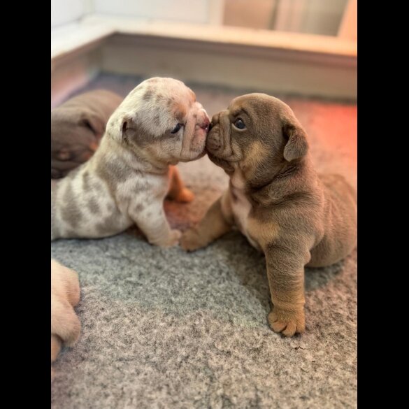 English Bulldog - Both