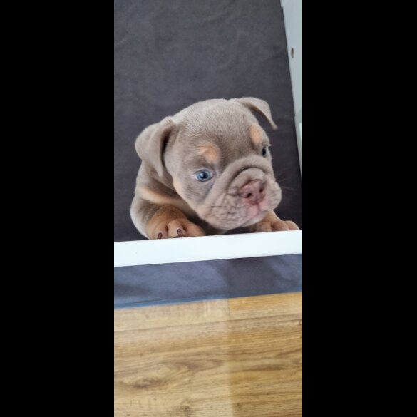 English Bulldog - Both