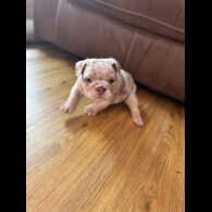 English Bulldog - Both