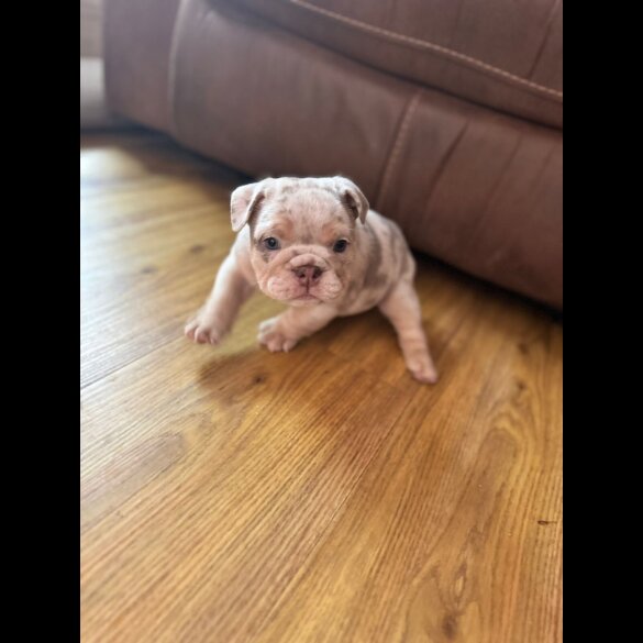 English Bulldog - Both