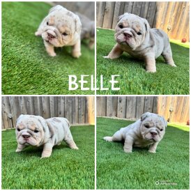 English Bulldog - Both
