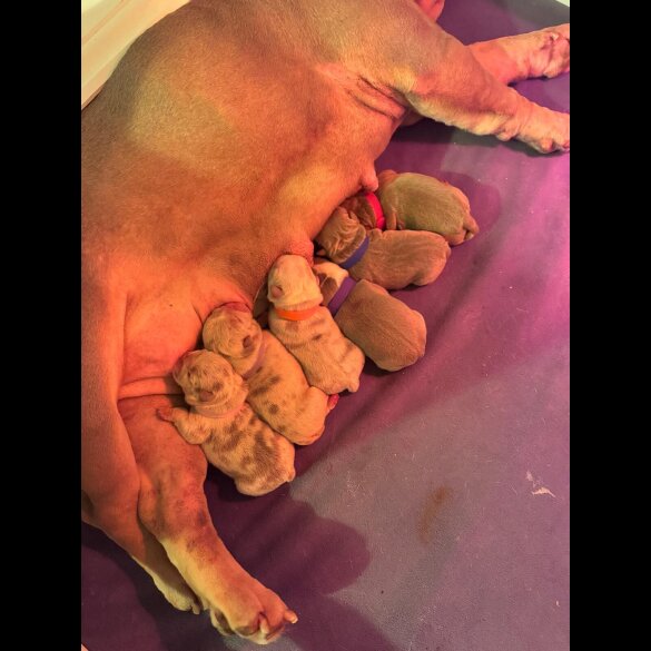 English Bulldog - Both