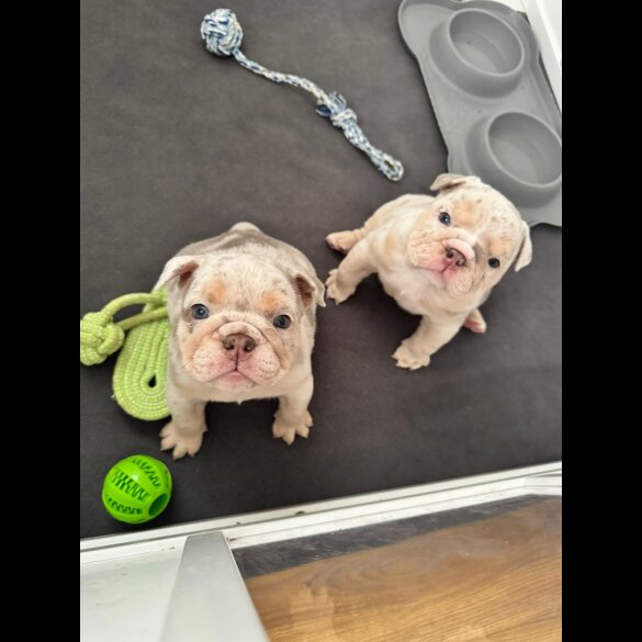 English Bulldog - Both