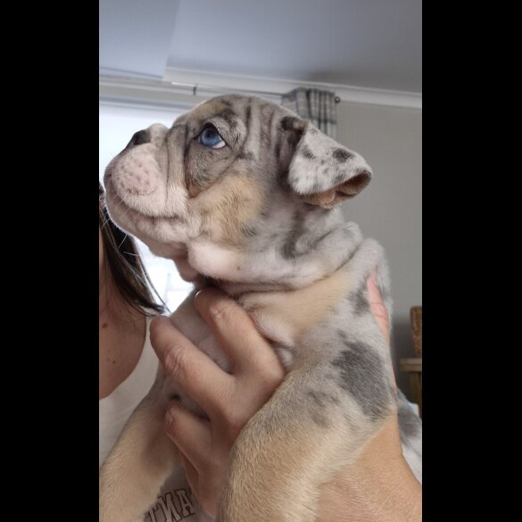 English Bulldog - Dogs