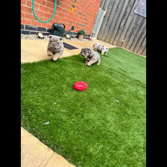 English Bulldog - Both