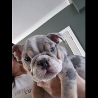 English Bulldog - Dogs