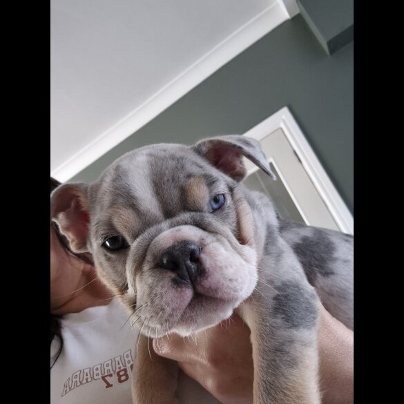 English Bulldog - Dogs