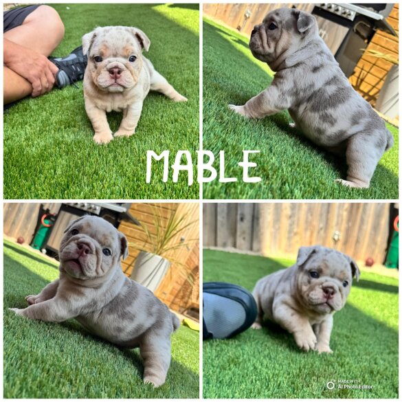 English Bulldog - Both