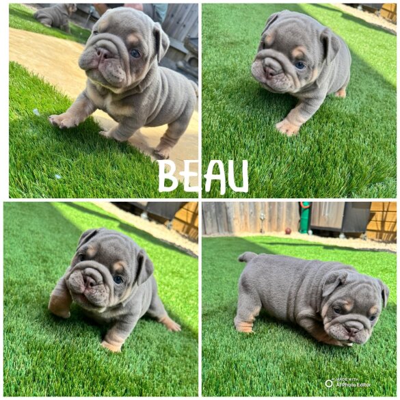 English Bulldog - Both