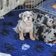 English Bulldog - Dogs