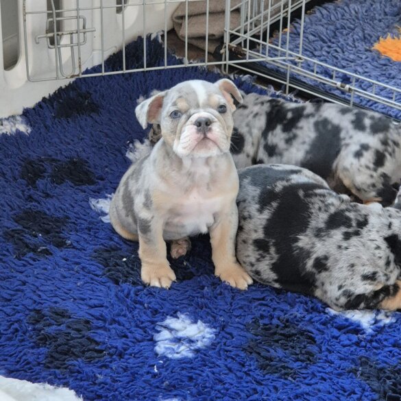 English Bulldog - Dogs