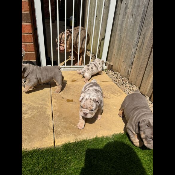 English Bulldog - Both