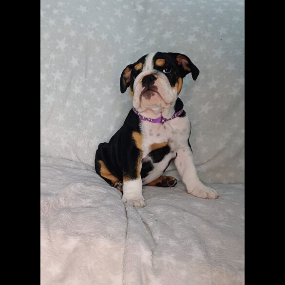 English Bulldog - Both