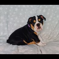 English Bulldog - Both