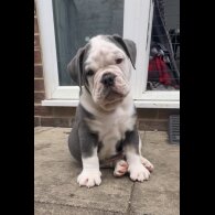 English Bulldog - Both