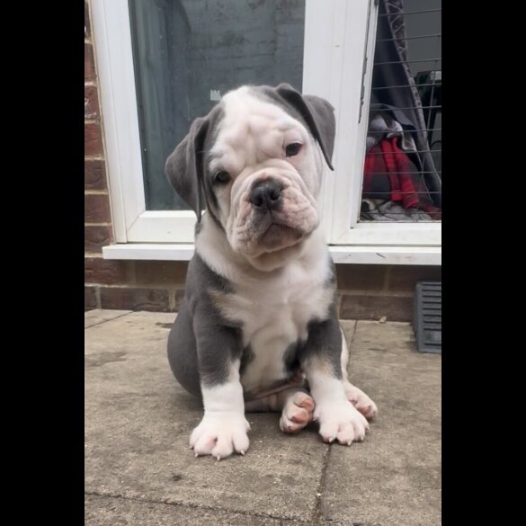 English Bulldog - Both