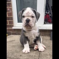 English Bulldog - Both